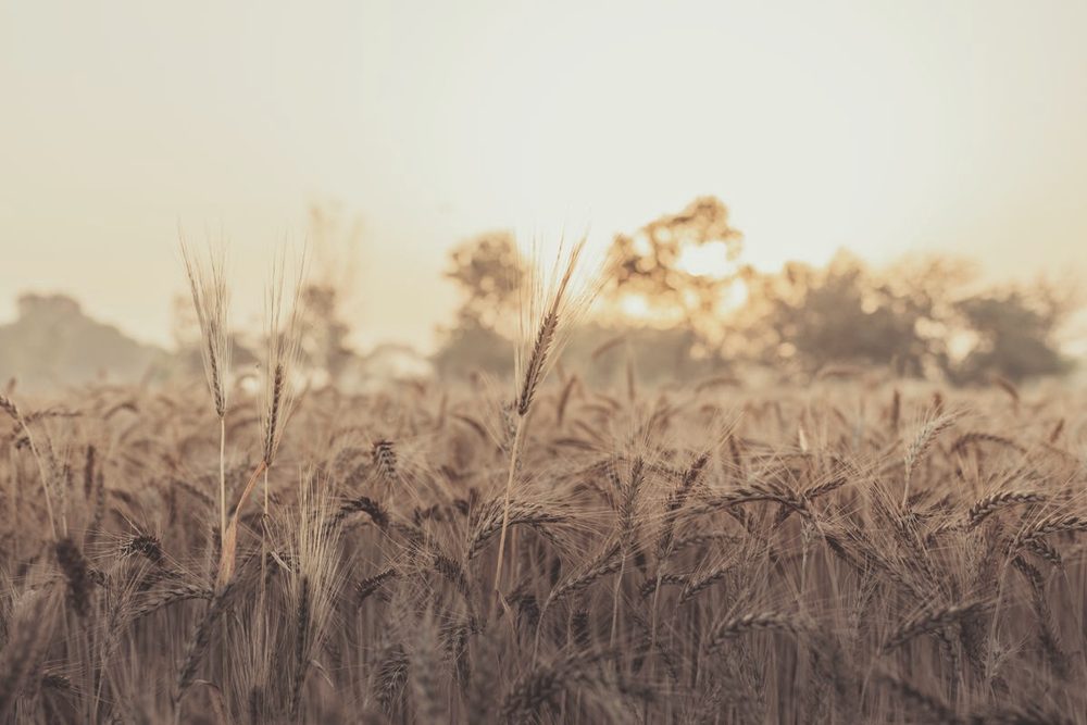 Campo de trigo dorado con luz suave del atardecer