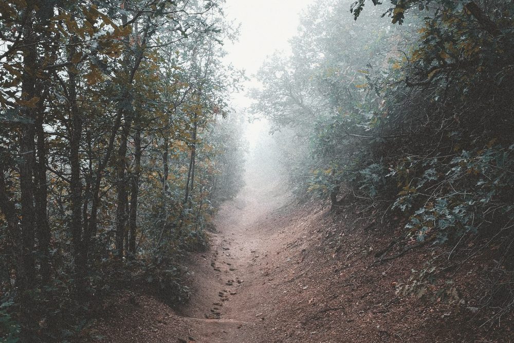 Sendero entre árboles que se bifurca, con neblina suave