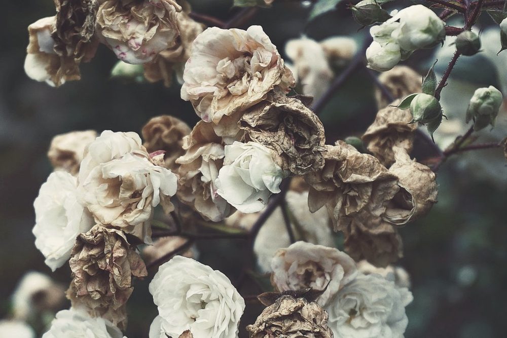 Rosas secas de color pálido sobre un fondo cálido